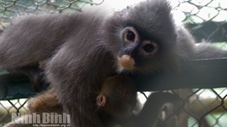 Cuc Phuong National Park receives two grey langurs