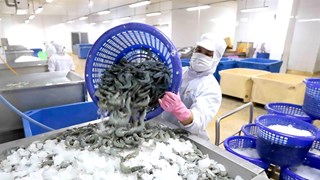 Ca Mau facilitates seafood exports to UK