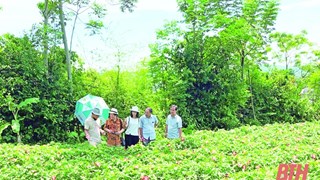 Thanh Hoa moves to develop agricultural specialties