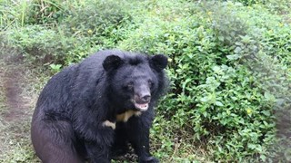 National park inaugurates bear rescue centre 
