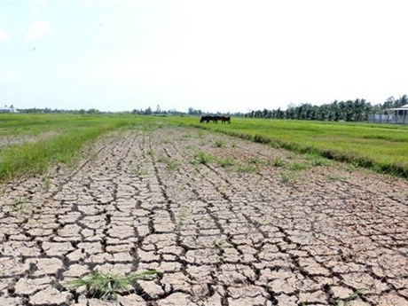 Mekong Delta region faces water shortages, saline intrusion - http://en.vietnamplus.vn/