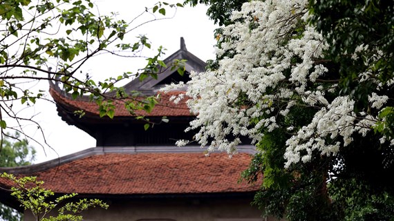 Pure white Sua flowers during spring in Hanoi