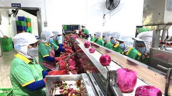 Dong Nai exports first batch of processed fruits in 2022