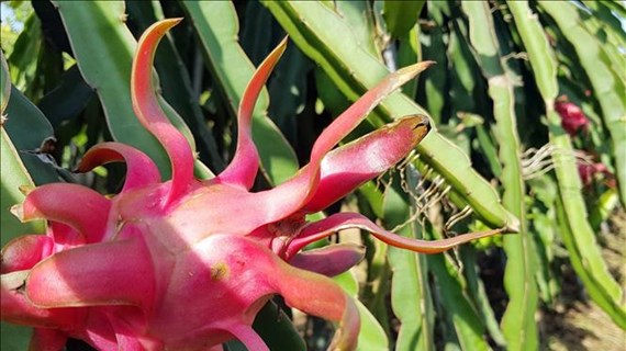Seminar seeks ways to boost export of dragon fruits to India