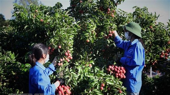 Vietnam facilitates lychee purchase by Chinese traders in Bac Giang: Spokeswoman  
