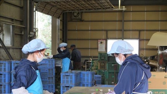 Vietnamese nationals account largest proportion of Japan’s foreign worker population