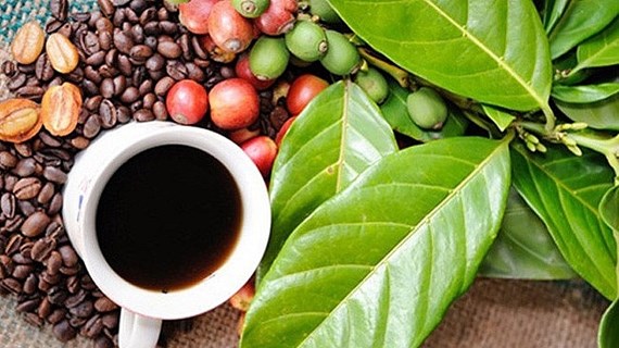 Buon Ma Thuot Coffee Festival 2023 to take place in March