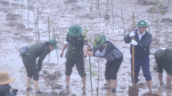 RoK-funded mangrove restoration project launched in Ninh Binh
