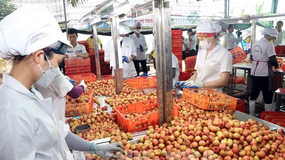 Ample room remains for Vietnam's exports to China