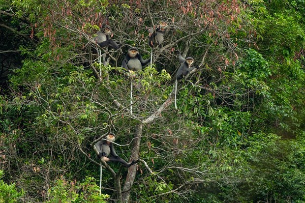 Populations of endangered species found in Kon Tum hinh anh 2