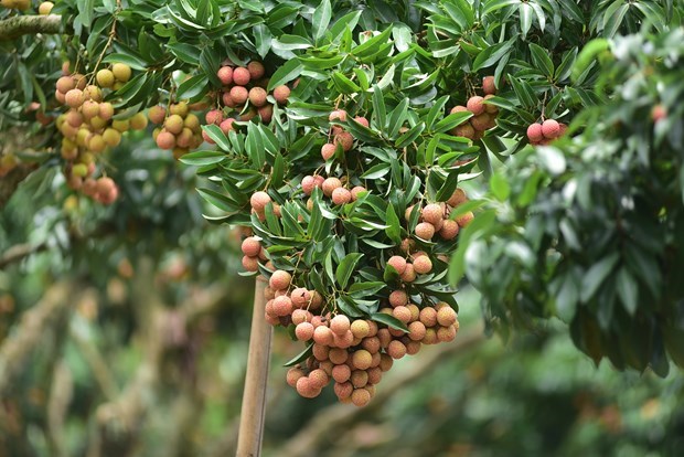 Bac Giang secures successful lychee crop in trying time hinh anh 1