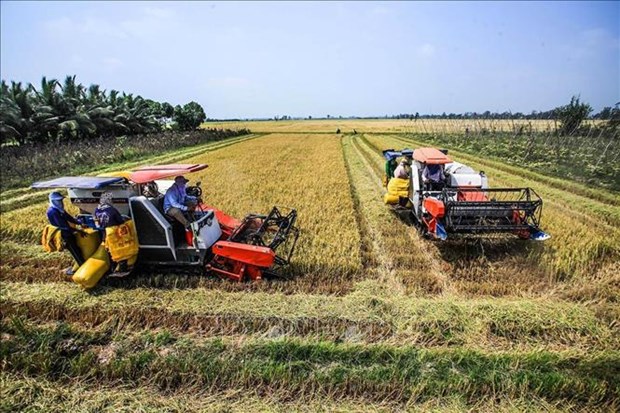 Mekong Delta faces challenge to reducing greenhouse gas emissions in rice farming hinh anh 2