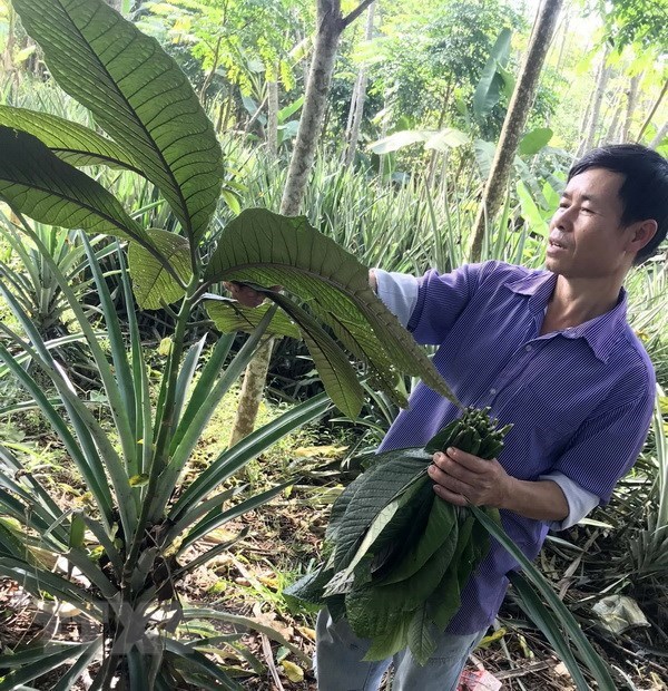 A project develops medicinal plants in Ben En hinh anh 2 national park