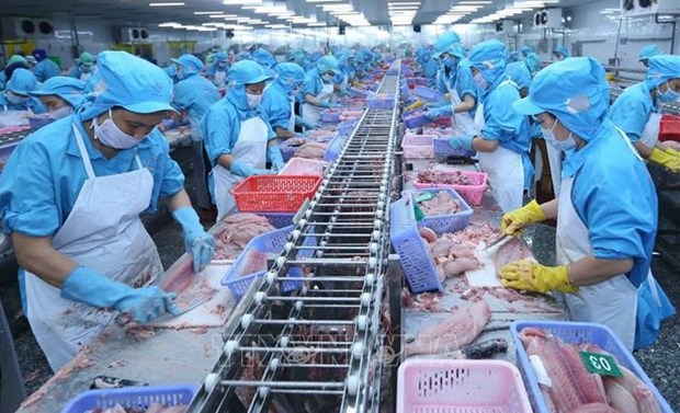 Tra fish exports to ASEAN growing strongly hinh anh 1