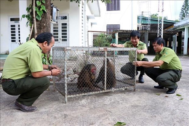 📝 OP-ED: People, authorities join hands to fight wildlife trafficking hinh anh 3