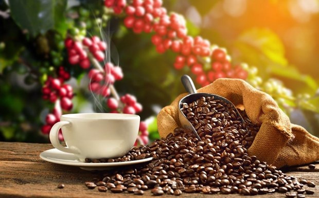 Coffee industry works to improve product value hinh anh 1
