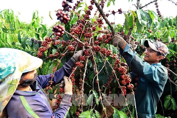 Coffee industry works to improve product value hinh anh 2