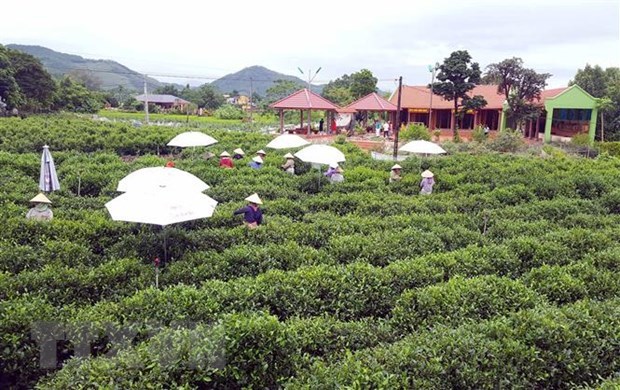 Thai Nguyen taps into tea culture to boost tourism hinh anh 1
