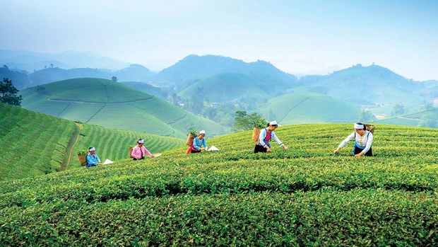 Thai Nguyen taps into tea culture to boost tourism hinh anh 2