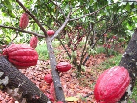 Cocoa farmers say things could be better hinh anh 1