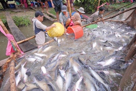 Mekong Delta to boost tra fish production, consumption hinh anh 1
