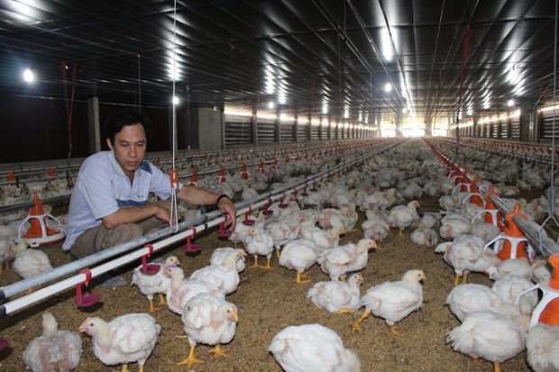 Vietnamese poultry sector seeks export hinh anh 1