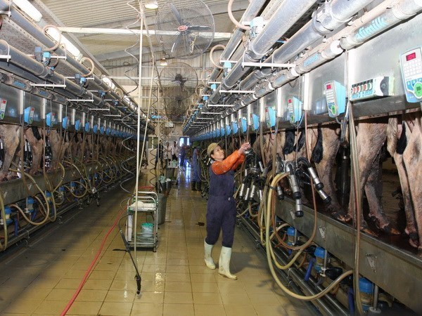 Central province to house major dairy farm network hinh anh 1