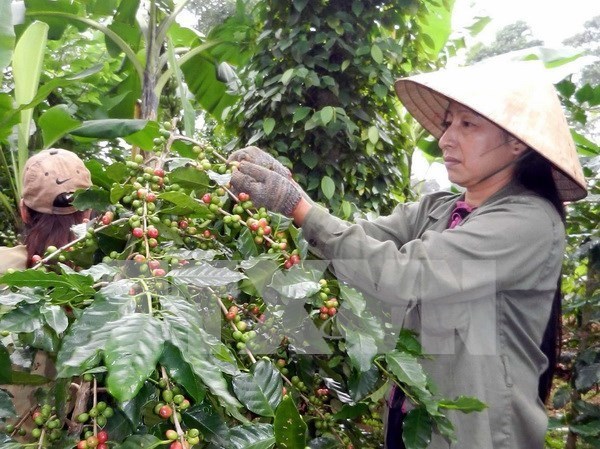 Domestic coffee sector faces foreign pressure in Dong Nai hinh anh 1