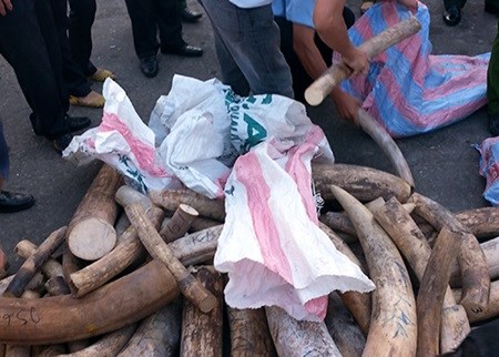Local firm caught importing tusks hinh anh 1