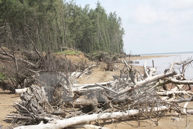 Ca Mau makes drastic efforts to protect coastal resources hinh anh 1