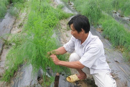 Asparagus becomes latest promising crop hinh anh 1