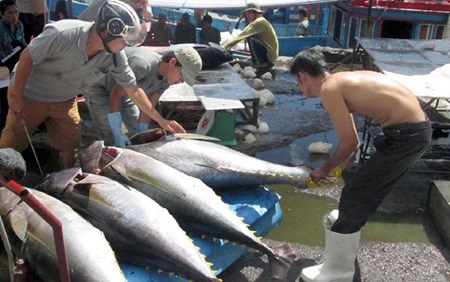 Tuna export value drops nearly 7 percent hinh anh 1