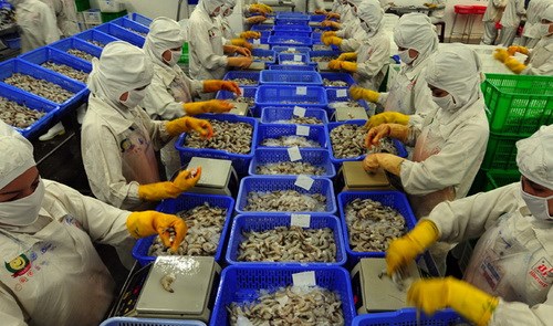 Shrimp exports to US likely to increase in last months of 2015 hinh anh 1