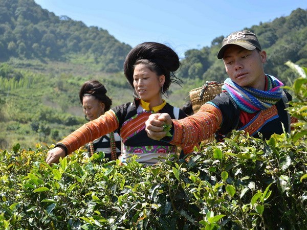 Agriculture minister expedites safe tea production hinh anh 1