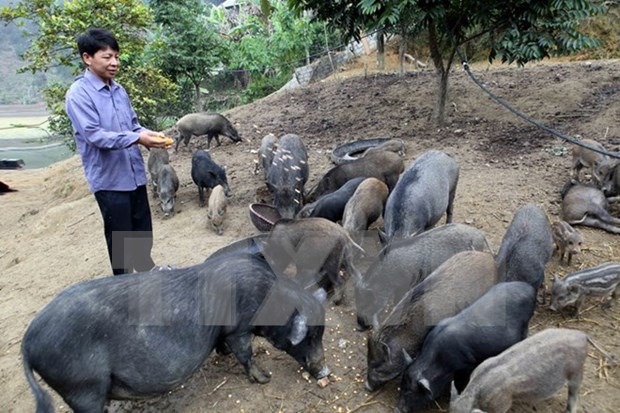 Binh Dinh spends big on animal breeding hinh anh 1