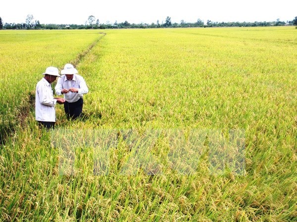 Vietnam’s agricultural achievements significant: FAO representative hinh anh 1