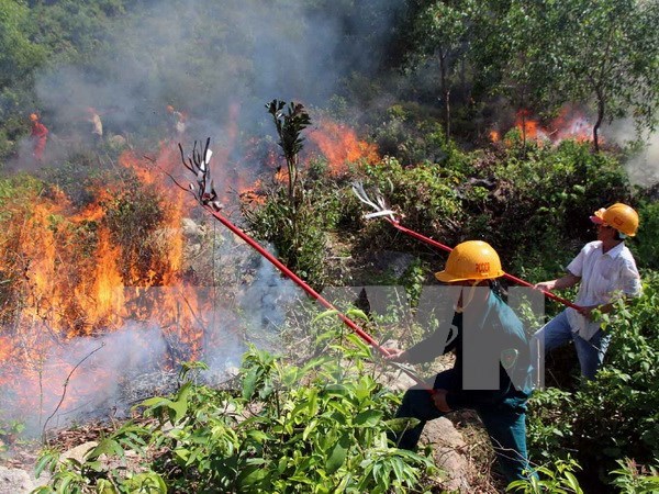 More than 8 mln USD given to fund forest fire control hinh anh 1