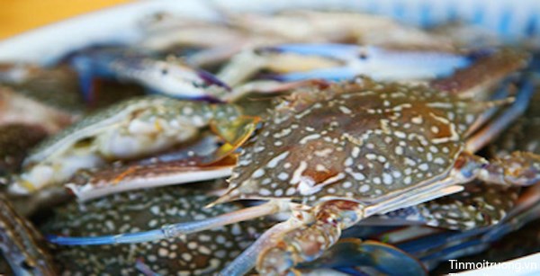 Kien Giang moves to protect blue crab resources hinh anh 1