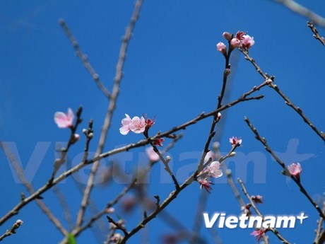 Early peach blossoms in Y Ty hinh anh 2