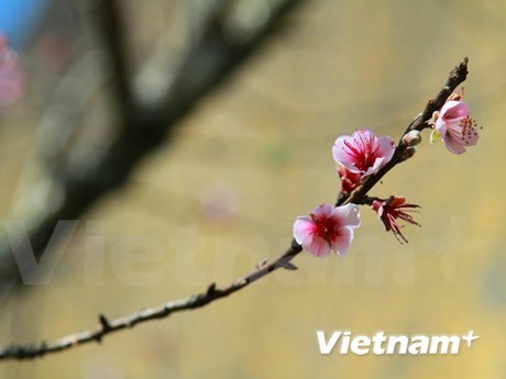 Early peach blossoms in Y Ty hinh anh 3