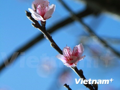 Early peach blossoms in Y Ty hinh anh 4
