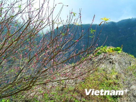 Early peach blossoms in Y Ty hinh anh 6