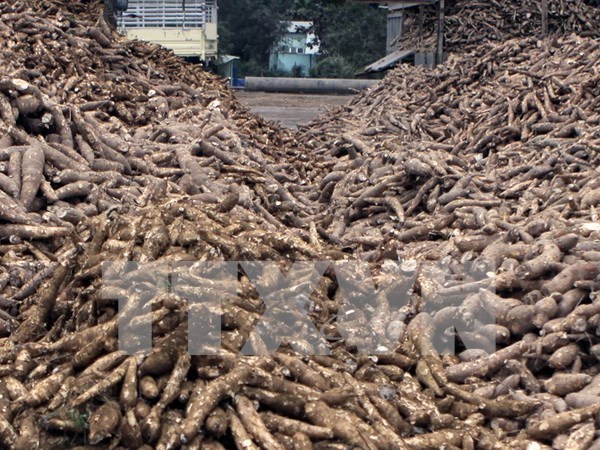Cassava exports set to earn 1.5 bln USD this year hinh anh 1