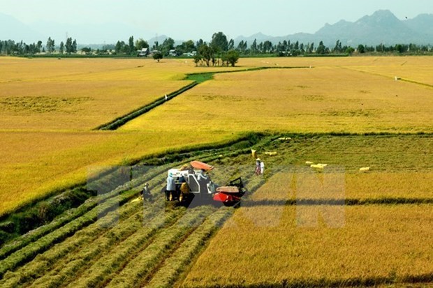 Ten agricultural achievements in five years announced hinh anh 1