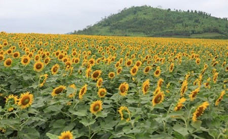 Sunflowers brighten up the lives of Vietnamese youths hinh anh 1