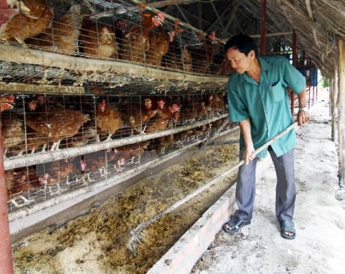 Breeding industry needs to rely more on technologies hinh anh 1