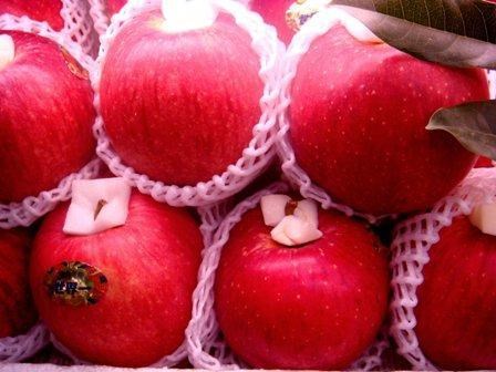 Japanese apples re-enter Vietnamese market hinh anh 1