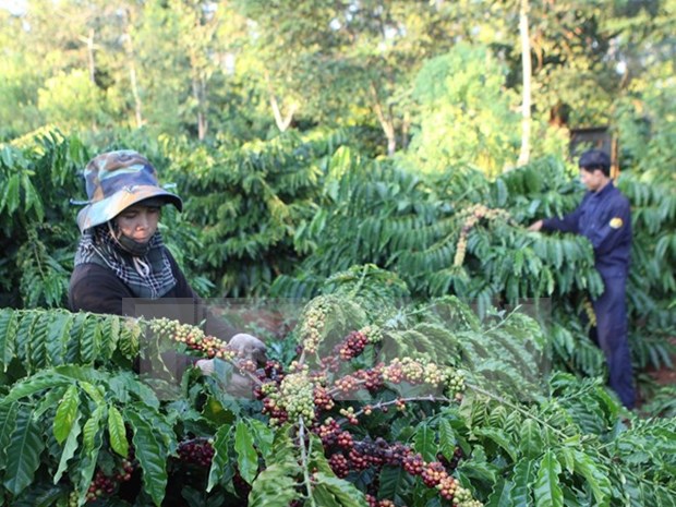 State to retain 51 percent stake after Vinacafe equitised hinh anh 1