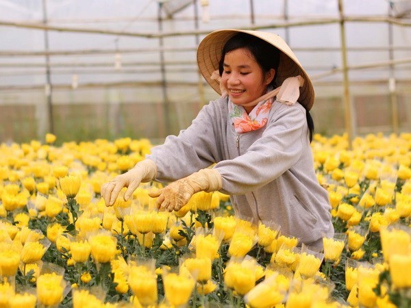 Da Lat plants more than 1,000ha of flowers hinh anh 1