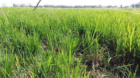 Thousands of hectares of rice face saline intrusion hinh anh 1
